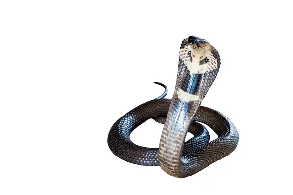 Cobra Extiende Capucha Sobre Fondo Blanco — Foto de Stock