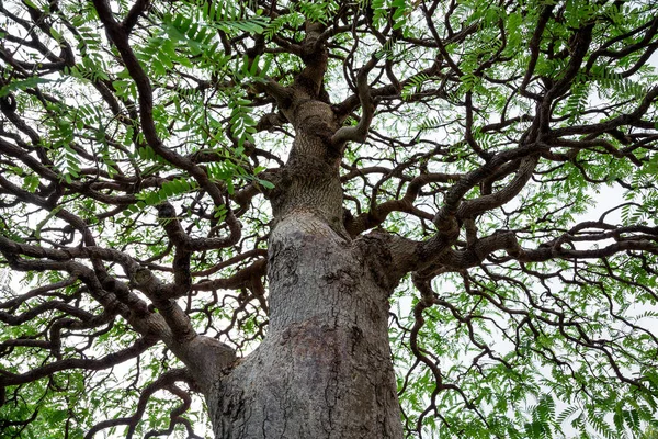 Detalle Una Rama Árbol Sobre Fondo Blanco — Foto de Stock