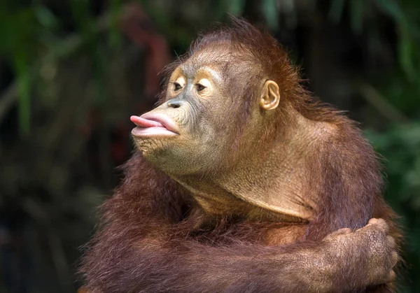 Orangutan Grając Językiem — Zdjęcie stockowe