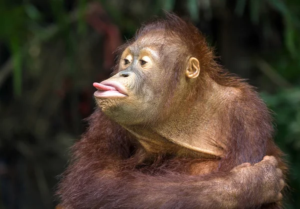 Dille oynama orangutan.