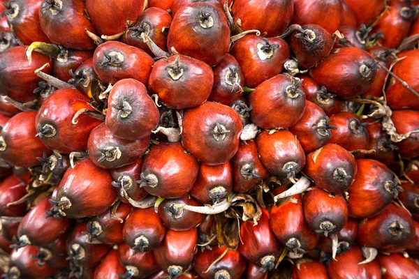 Color Oil Palm Fruit — Stock Photo, Image