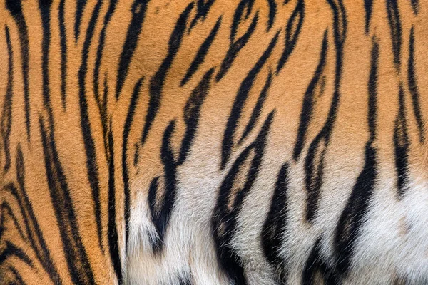 Texturen Skins Voor Tiger — Stockfoto