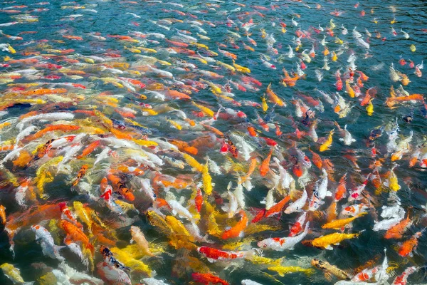 Die Farbe Des Schönen Karpfens Der Teich Schwimmt — Stockfoto