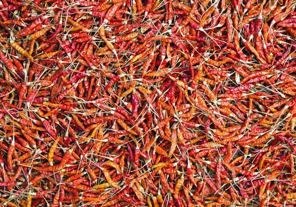 Barva Sušených Paprik — Stock fotografie