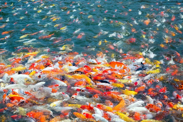 Warna Ikan Mas Yang Indah Berenang Kolam — Stok Foto