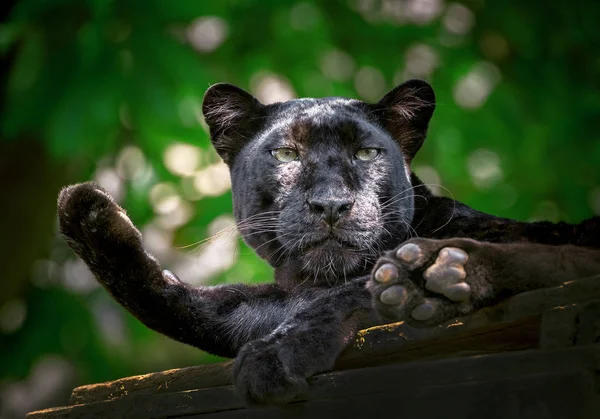 Panther Nebo Leopard Odpočívají Přirozené Atmosféře — Stock fotografie