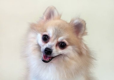 Pomeranian köpek yüz.