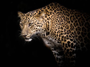 Kurbanlar doğada bakan genç leopar.