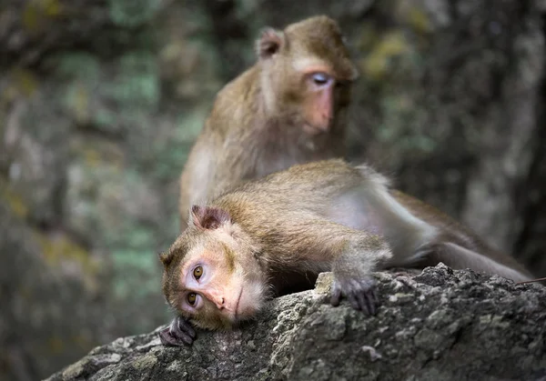 Rodzina Małp Środowisku Naturalnym — Zdjęcie stockowe
