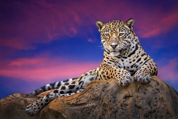 Jaguar Pihentető Sziklák Este Természetesen — Stock Fotó