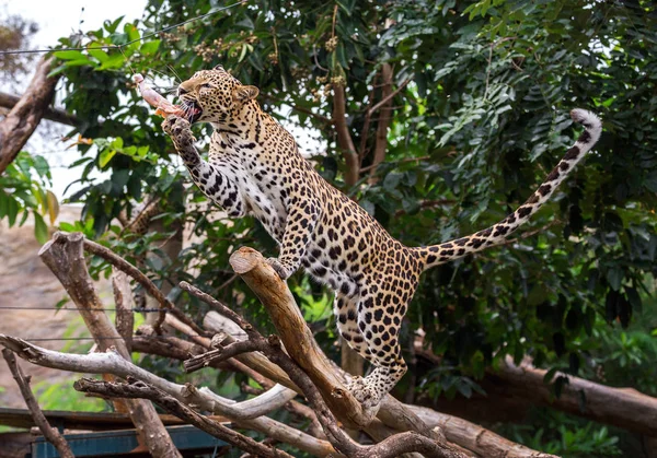 Leopardo Mangiare Cibo Nell Atmosfera Naturale Dello Zoo — Foto Stock