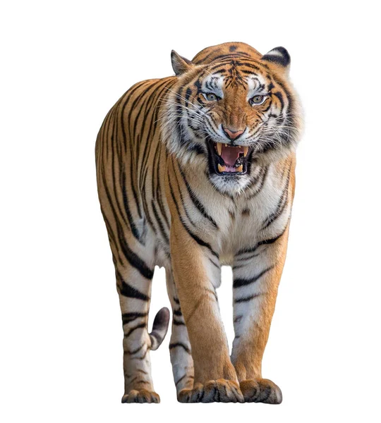 Tigris Tomboló Elszigetelt Fehér Background — Stock Fotó