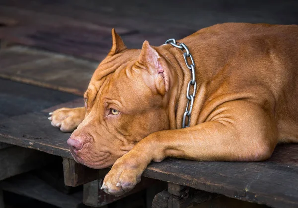 American Pit Bull Terrier Relaxing Wooden Floor — Stock Photo, Image