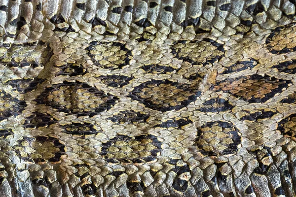 Superfície Modelada Colorida Pele Cobra — Fotografia de Stock