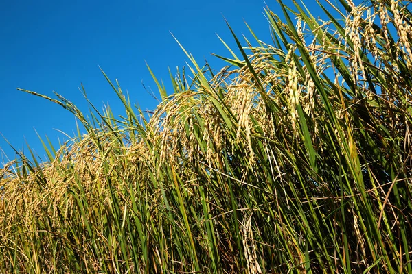 Rizstüske Rizsföldeken — Stock Fotó