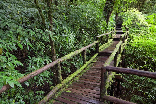 Sentier Nature Forêt Tropicale — Photo