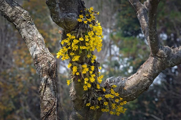 Gelbe Orchideenblüten Freier Wildbahn — Stockfoto