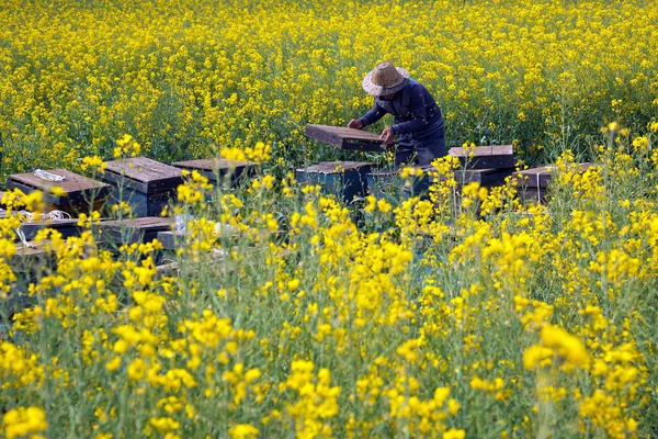 マスタード フィールドの自然養蜂農場 — ストック写真