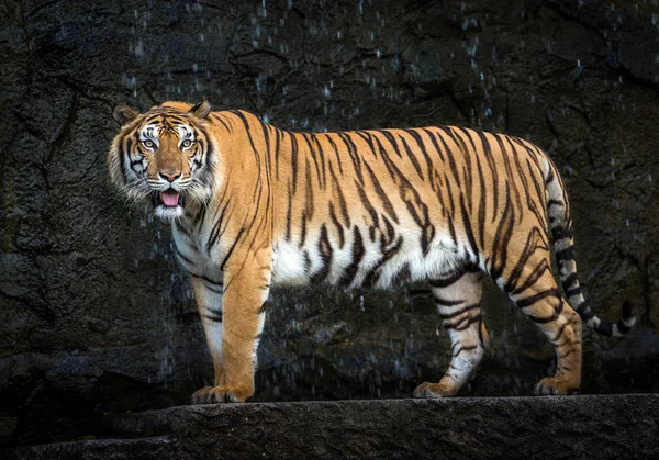 Jonge Sumatraanse Tijger Staande Temidden Van Natuur — Stockfoto