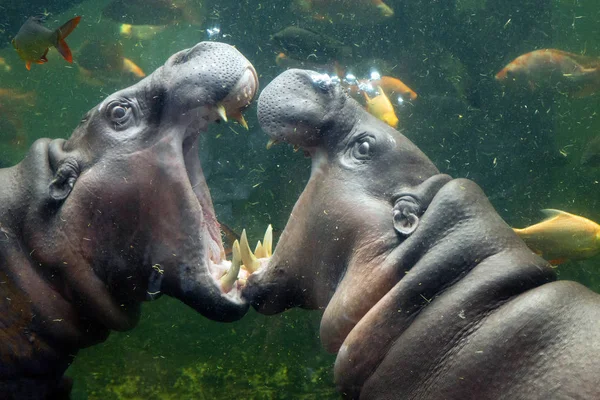 Les Hippopotames Pygmées Jouent Dans Eau — Photo