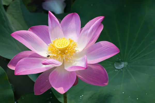 Vackra Lotus Blommorna Blommar — Stockfoto