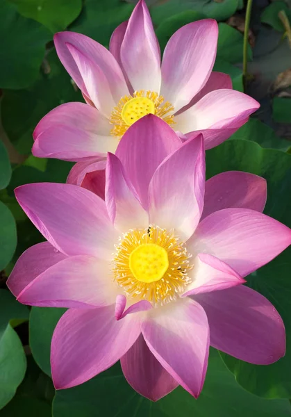 Kwitnące Kwiaty Piękne Lotus — Zdjęcie stockowe
