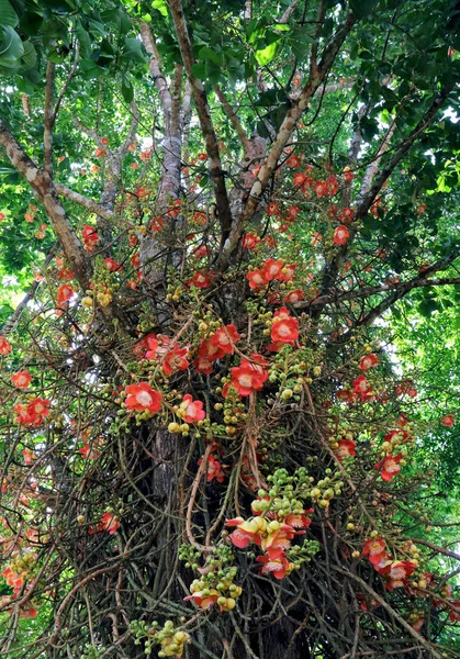 Kanonkula Tree Sal India Bloom Naturen — Stockfoto