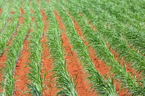 Fila Plantas Milho Campo — Fotografia de Stock