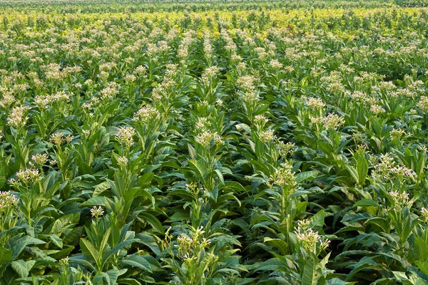 Tabaco Está Florescendo Campo — Fotografia de Stock