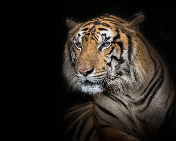 Sumatraanse Tijger Mannetje Een Zwarte Achtergrond — Stockfoto