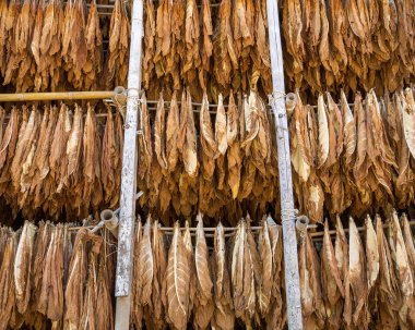 Tütün kurutma bir kulübede bırakır.