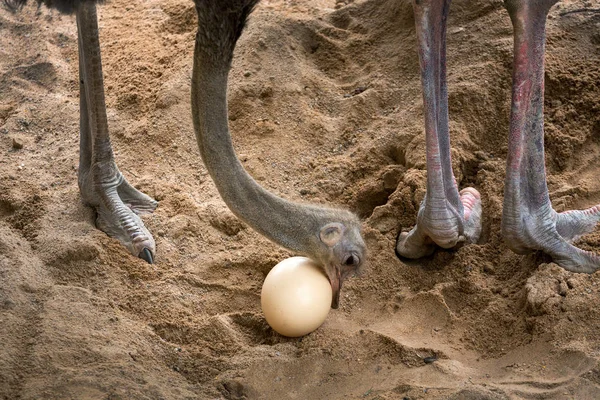 Struzzo Sta Prendendo Cura Delle Sue Uova — Foto Stock