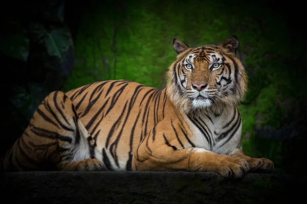 Indokinesiska Tigrar Hukande Naturliga Atmosfären — Stockfoto