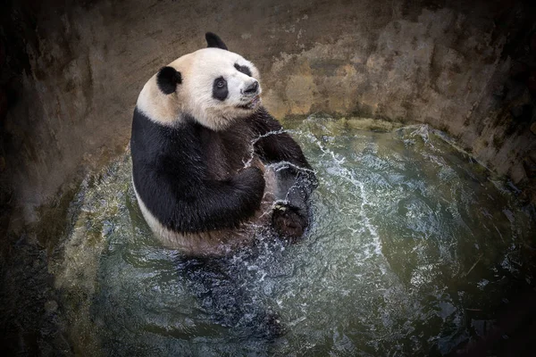 Panda is  playing happily in the pond water.