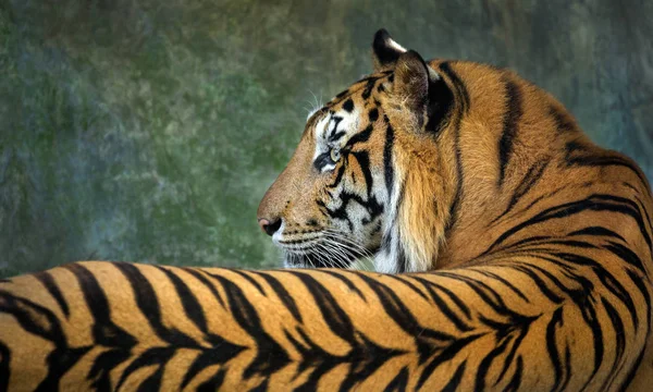 Kleurrijke Patronen Huid Van Indo Chinese Tijger — Stockfoto