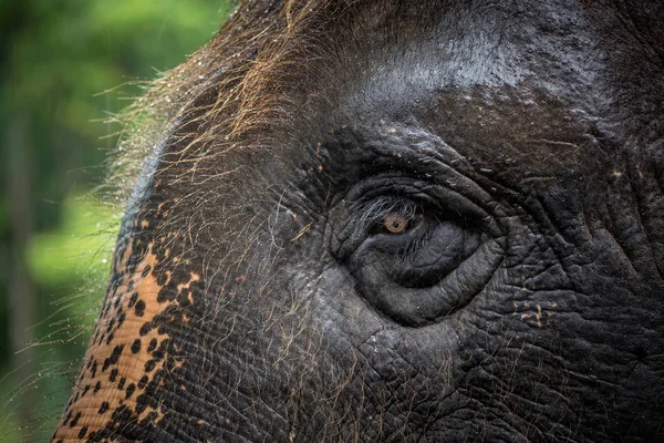 Yeux Motifs Peau Des Éléphants Asie — Photo