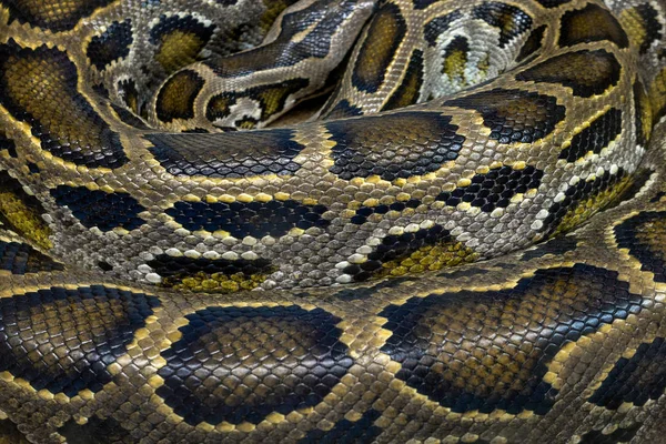 カラフルなパターンと Python の皮膚 — ストック写真