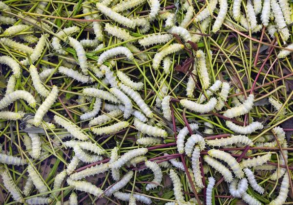Шелкопряды Едят Тутовые Листья — стоковое фото