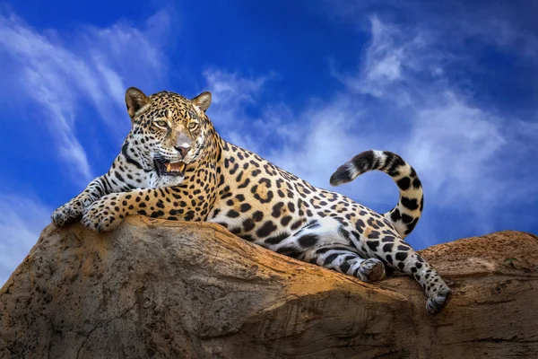 Jaguar Sziklákon Nyugszik Egy Tiszta Nap — Stock Fotó