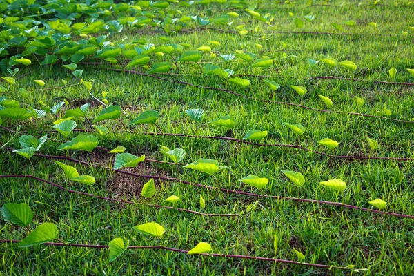 Detalhes Planta Natureza Para Fundo — Fotografia de Stock