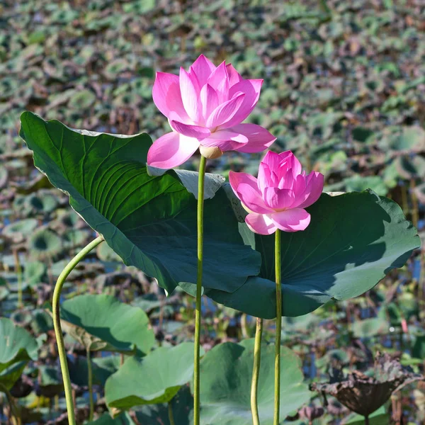 Lotusblommor Blommar Fältet — Stockfoto