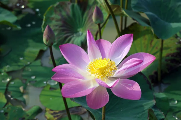 Kwitnące Kwiaty Lotosu Polu — Zdjęcie stockowe