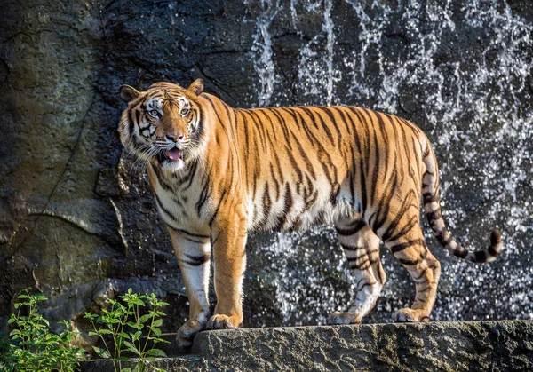 Los Tigres Indochinos Encuentran Atmósfera Del Bosque — Foto de Stock