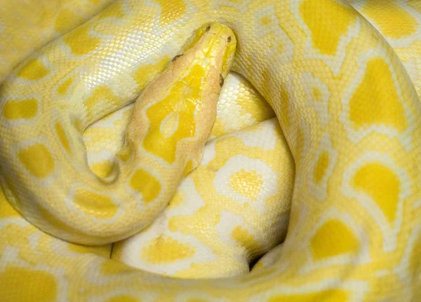 Kleurrijke Huid Voor Gouden Boa — Stockfoto