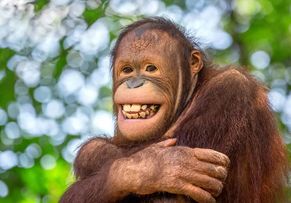 Bir Erkek Orangutanın Güzel Gülümseme — Stok fotoğraf