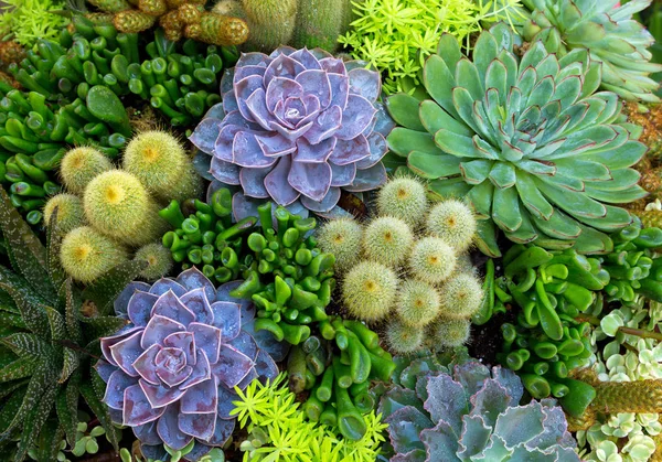 Cactus Woestijn Planten Aanplant Van Veld — Stockfoto