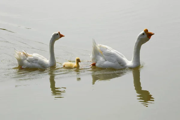 Familia Del Ganso Blanco Está Nadando Lago — Foto de Stock