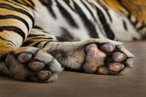 Foten Asiatisk Tiger Sover — Stockfoto