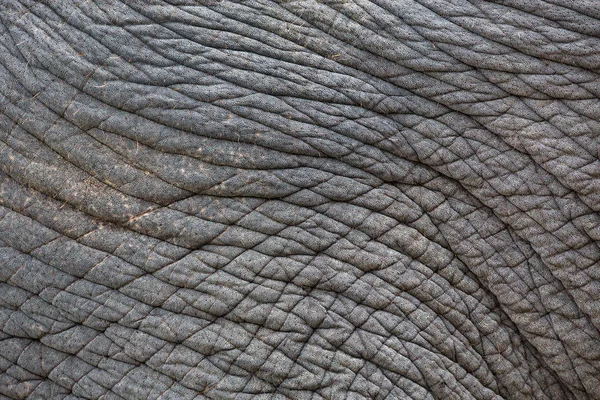 Bunte Muster Und Haut Von Elefanten — Stockfoto