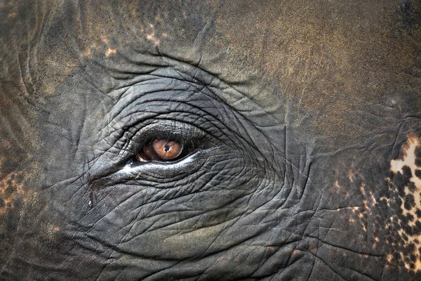 Färgglada Mönster Ögon Och Hud Elefanter — Stockfoto